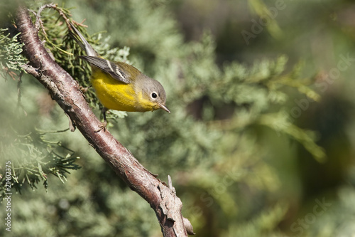 Ruby-crowned kinglet (Regulus satrapa) photo