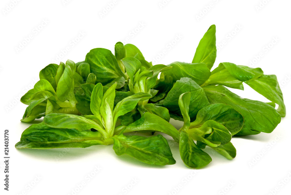 Feldsalat Feldsalat