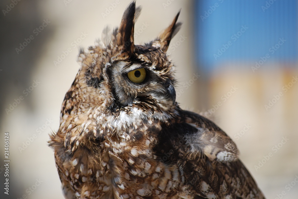 Fototapeta premium Hibou grand duc