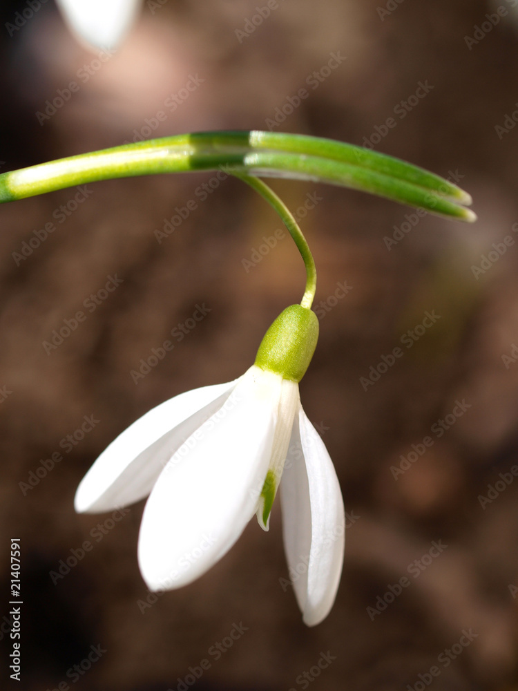 Snow drop at nature Snow drop at nature
