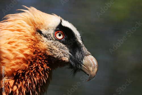 The portrait of bearded vulture