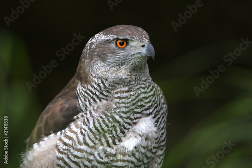 The portrait of Northern Goshawk