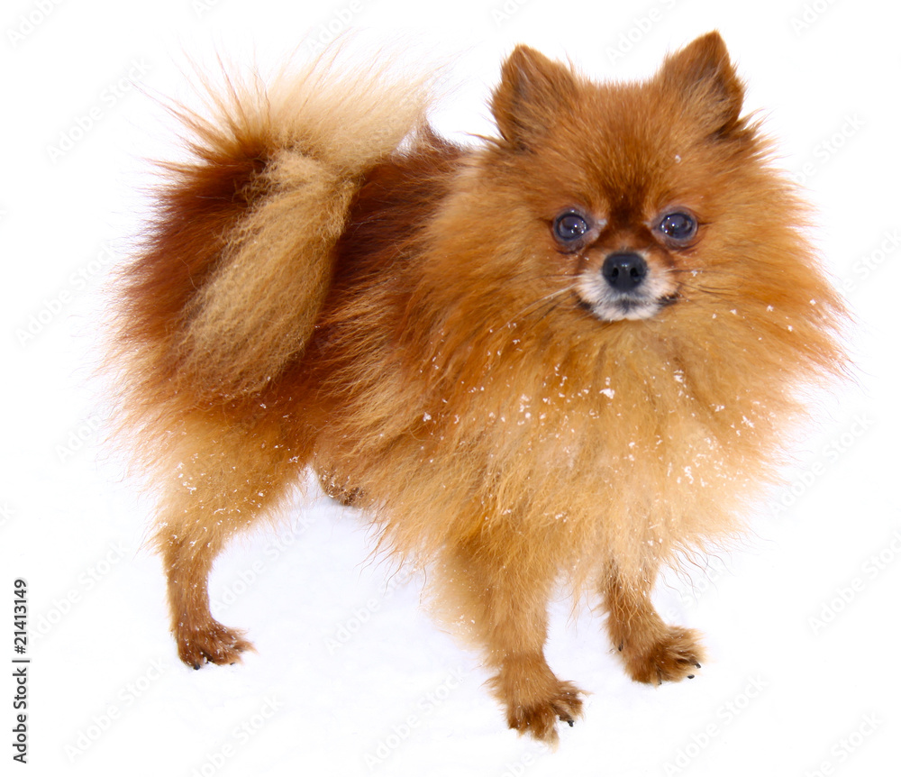Obraz premium Chihuahua dog on white background