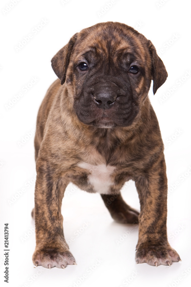 Dogo Canario puppy on white backround