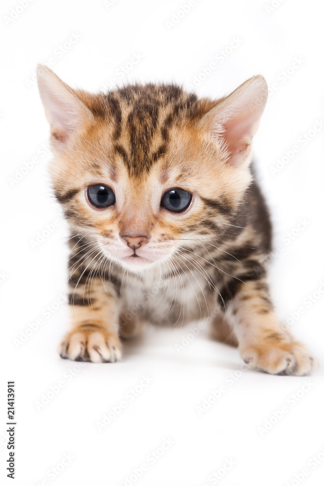 Bengal kitten on white background Bengal kitten on white background