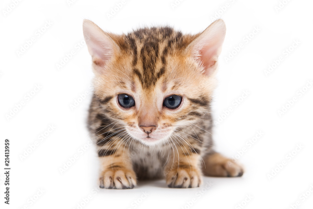Fototapeta premium Bengal kitten on white background