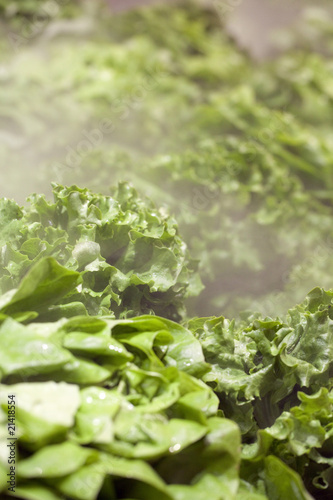 variété de feuilles de salades vertes