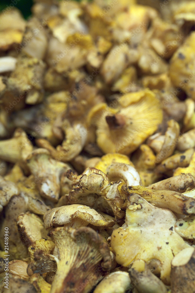 Champignons girolles chanterelles en vrac Champignons girolles chanterelles en vrac