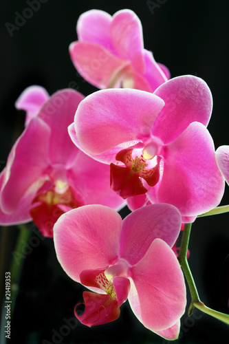 Fototapeta Naklejka Na Ścianę i Meble -  Flower orchid -  phalaenopsis