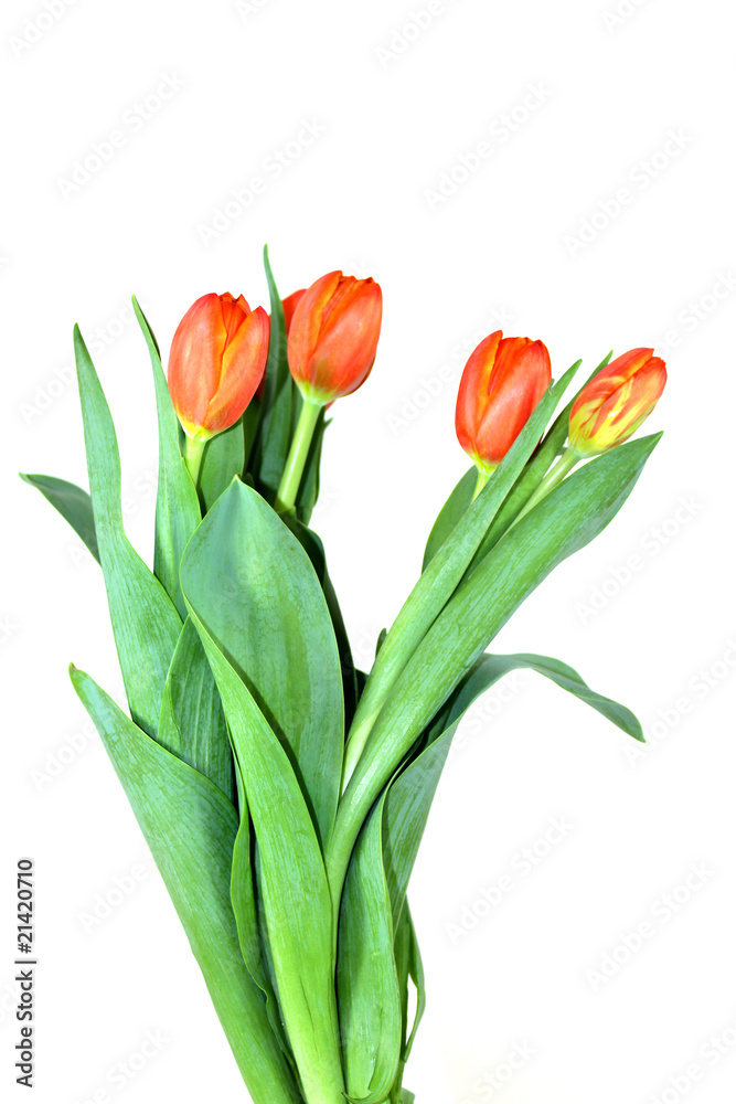 Tulips Tulips