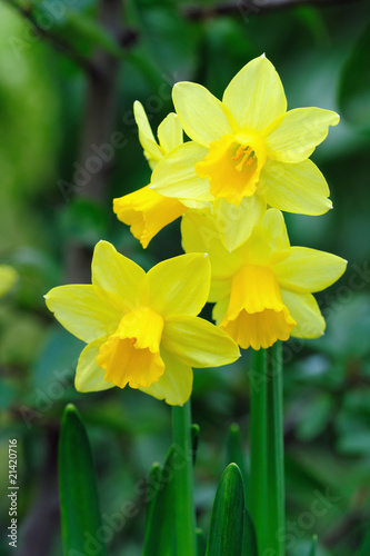Fototapeta Naklejka Na Ścianę i Meble -  Yellow dwarf trumpet daffodils with tiny white petal tips