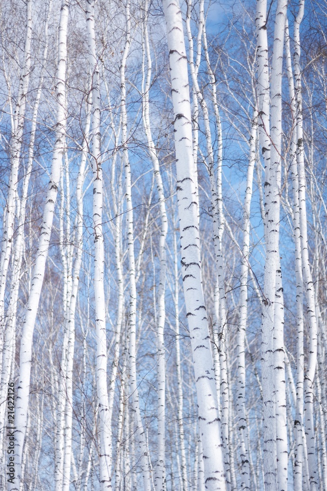 Obraz premium winter birch tree forest, the environmental background