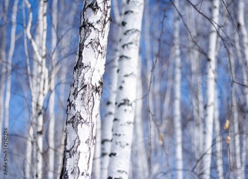 winter birch tree forest, the environmental background