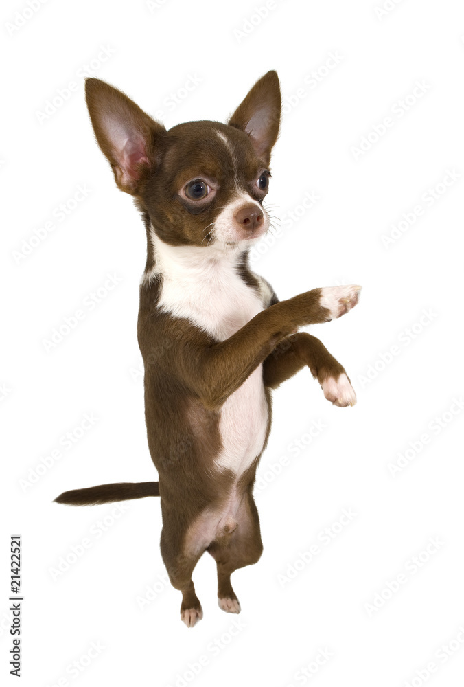 chocolate  with white Chihuahua standing up  isolated