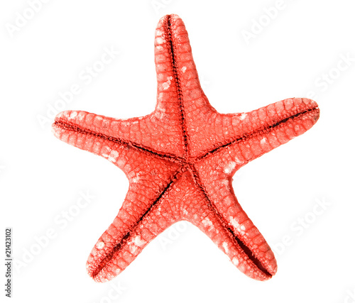 starfish on white background