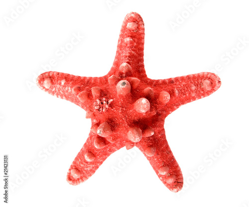 starfish on white background