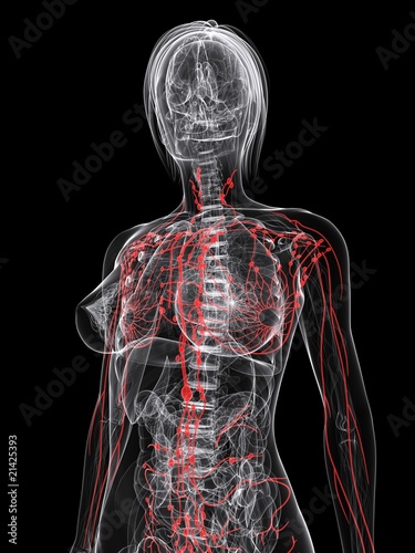 transparenter weiblicher Körper mit Lymphsystem