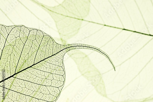 green leaves © Li Ding