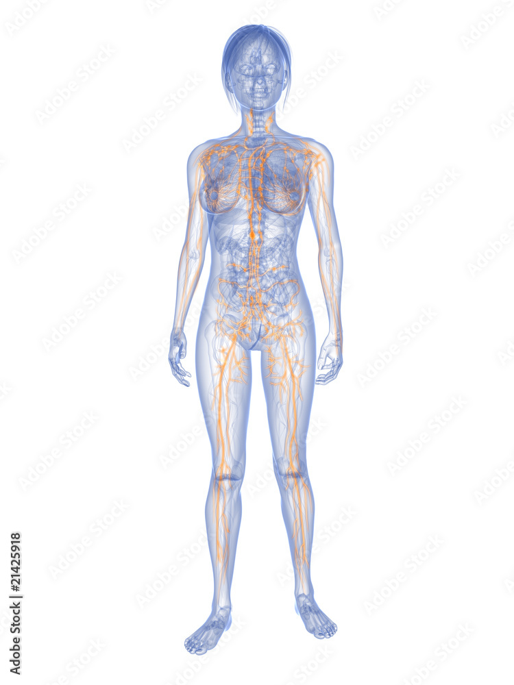 weiblicher Körper mit markiertem Lymphsystem