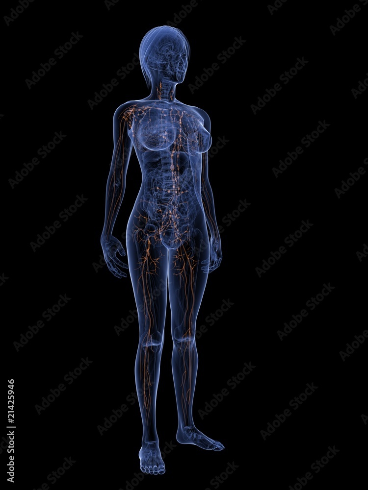 weiblicher Körper mit markiertem Lymphsystem
