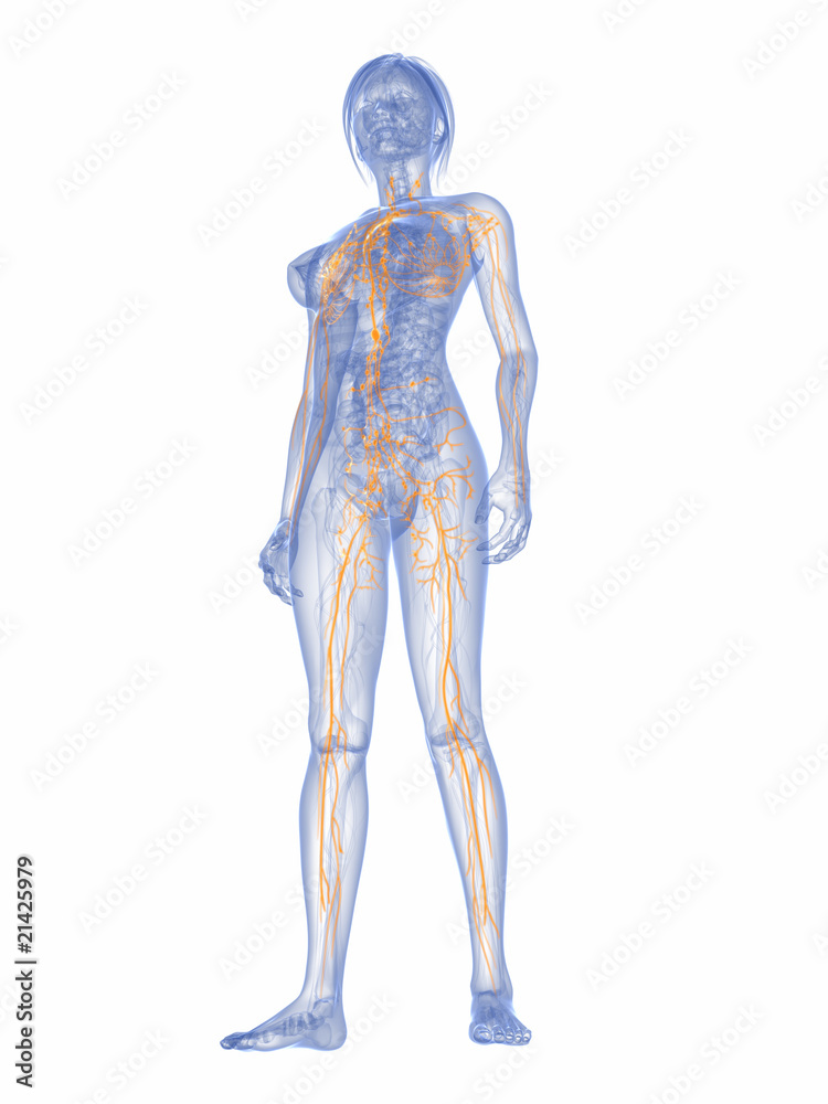 weiblicher Körper mit markiertem Lymphsystem