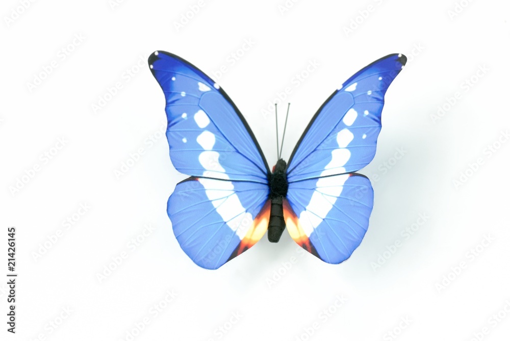 Butterfly Butterfly