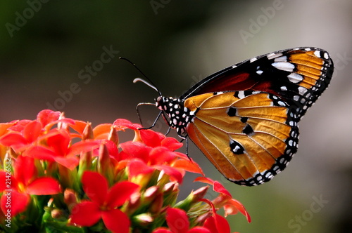 A Probing Butterfly © Doug Schnurr