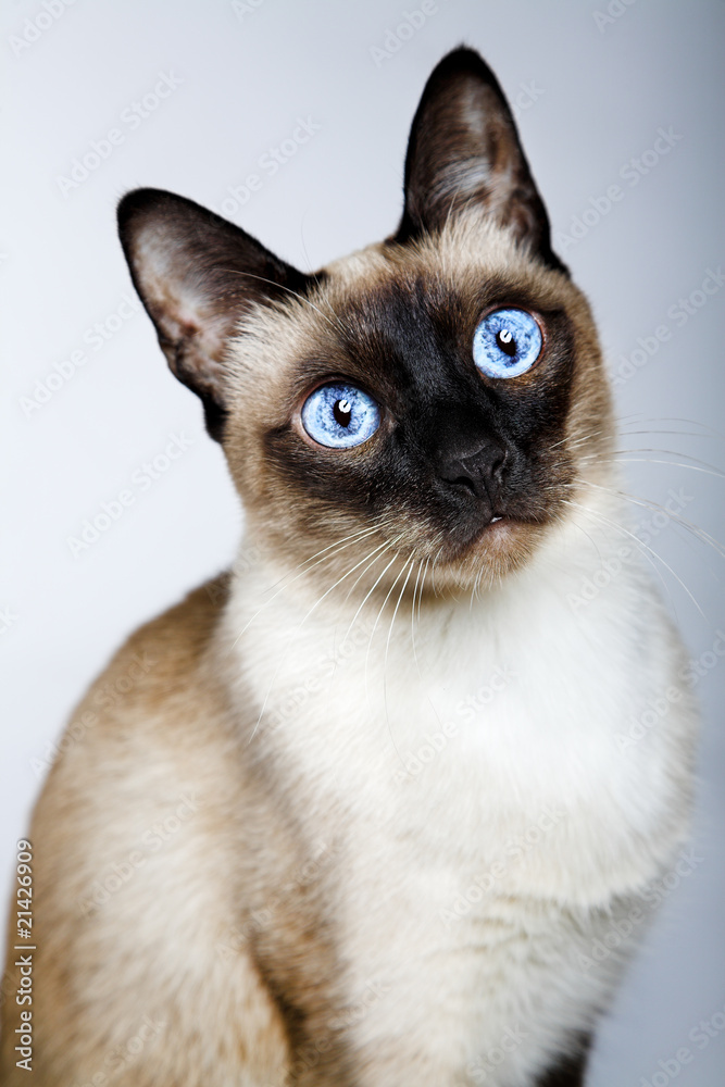 Siamese cat