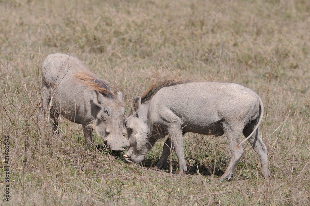 Warzenschweine Warzenschweine