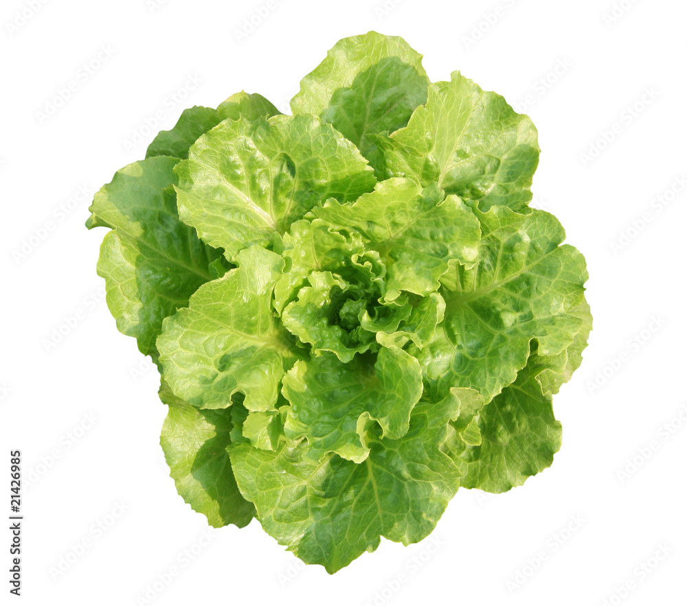 Lettuce