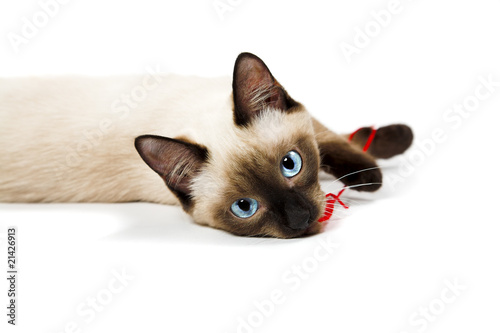 Siamese cat