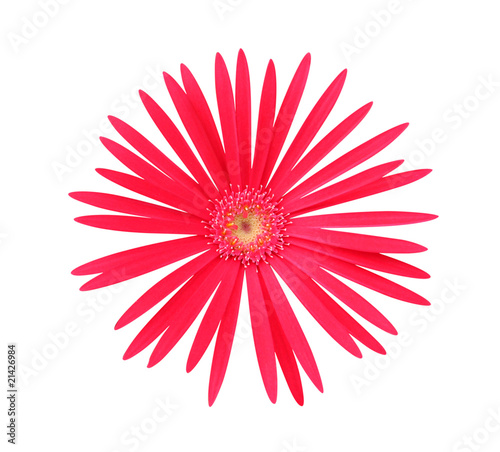 Daisy isolated on white