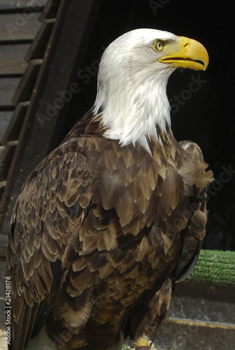 Le Pygargue    t  te blanche est une esp  ce de rapaces qui vit en Am  rique du Nord.