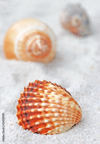 Shells  on Beach
