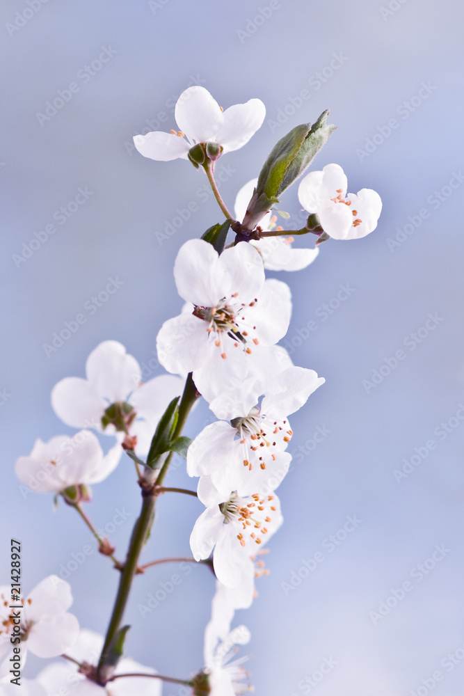 Fototapeta premium cherry