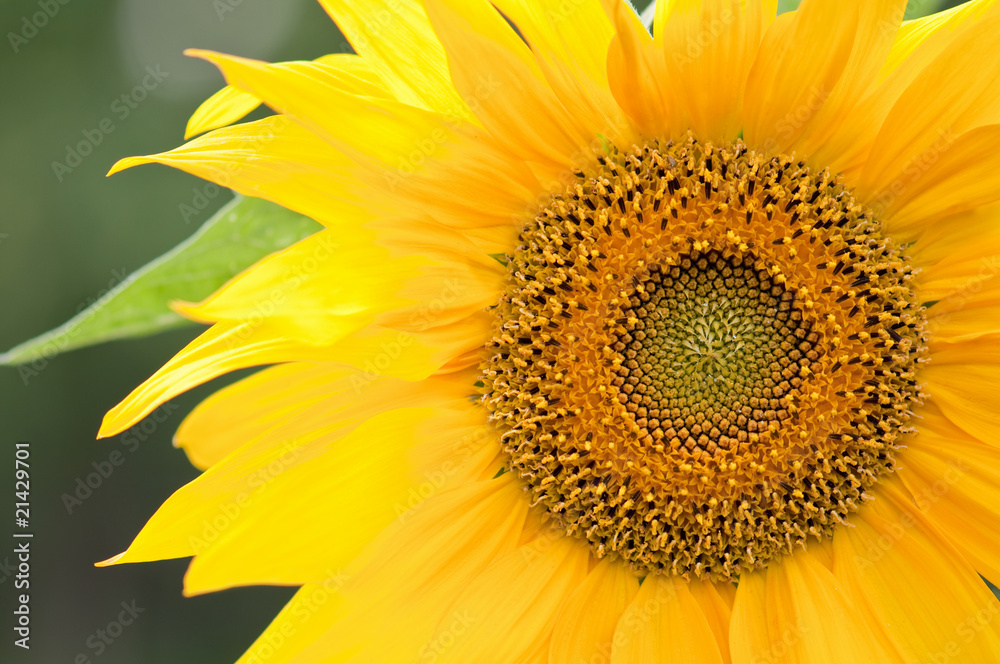 Obraz premium sunflower