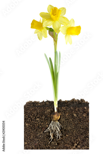 daffodil and bulb growth metaphor photo