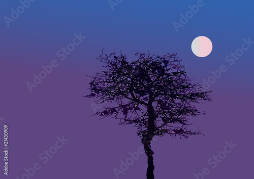 Tree at night