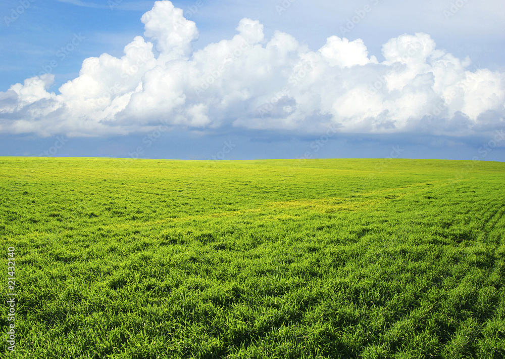 field field