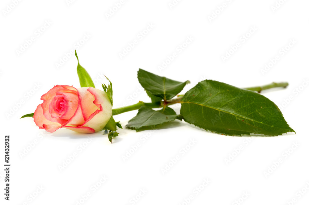 Naklejka premium Rose