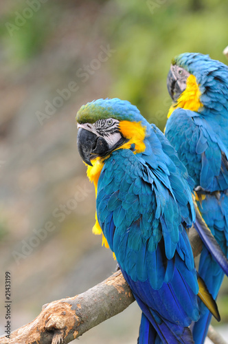 Blue-and-yellow macaw