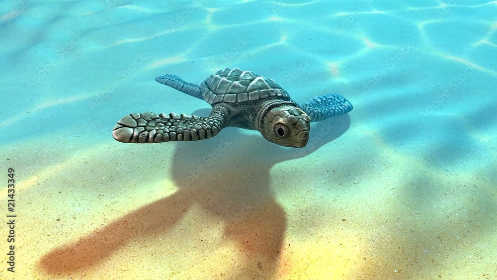 Baby turtle swimming in the sea 3D Stock Video Adobe Stock