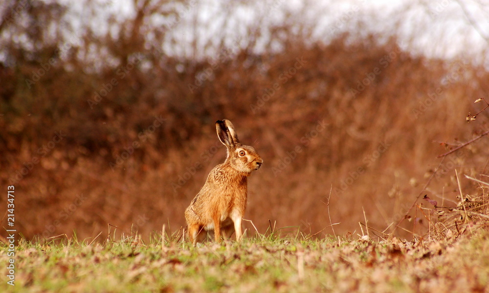 Naklejka premium Osterhase