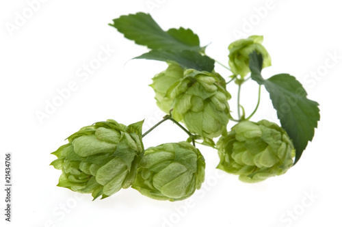 Detail of hop cone and leaves on white background