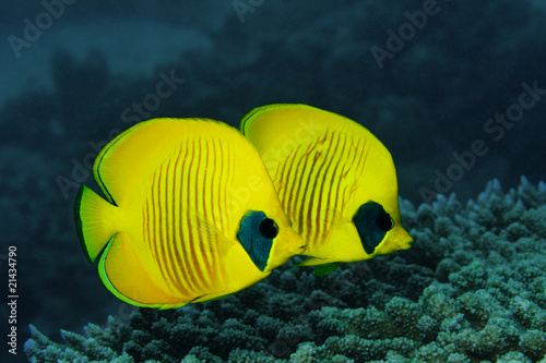Couple of Masked Butterfly fish