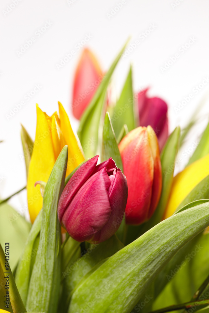 Fototapeta premium Tulpen