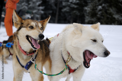 Sled dogs © Black Crow