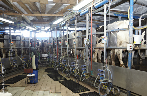 cow farm agriculture milk automatic milking system © Lumos sp
