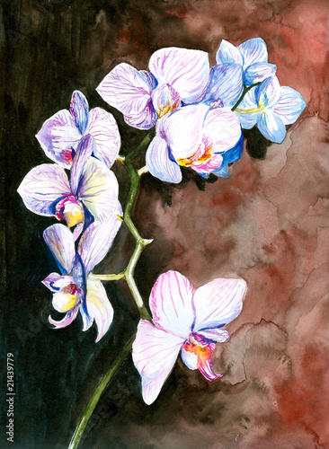 Orchid watercolor painted.