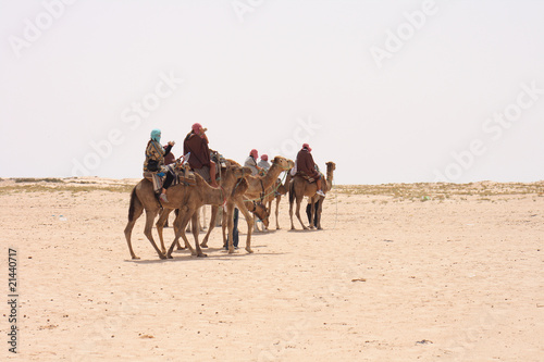 camels and sahara